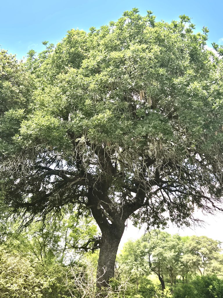 Tree on safari with Wandering Thru