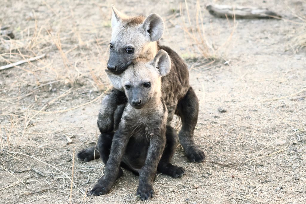 Hyena cubs on safari with Wandering Thru