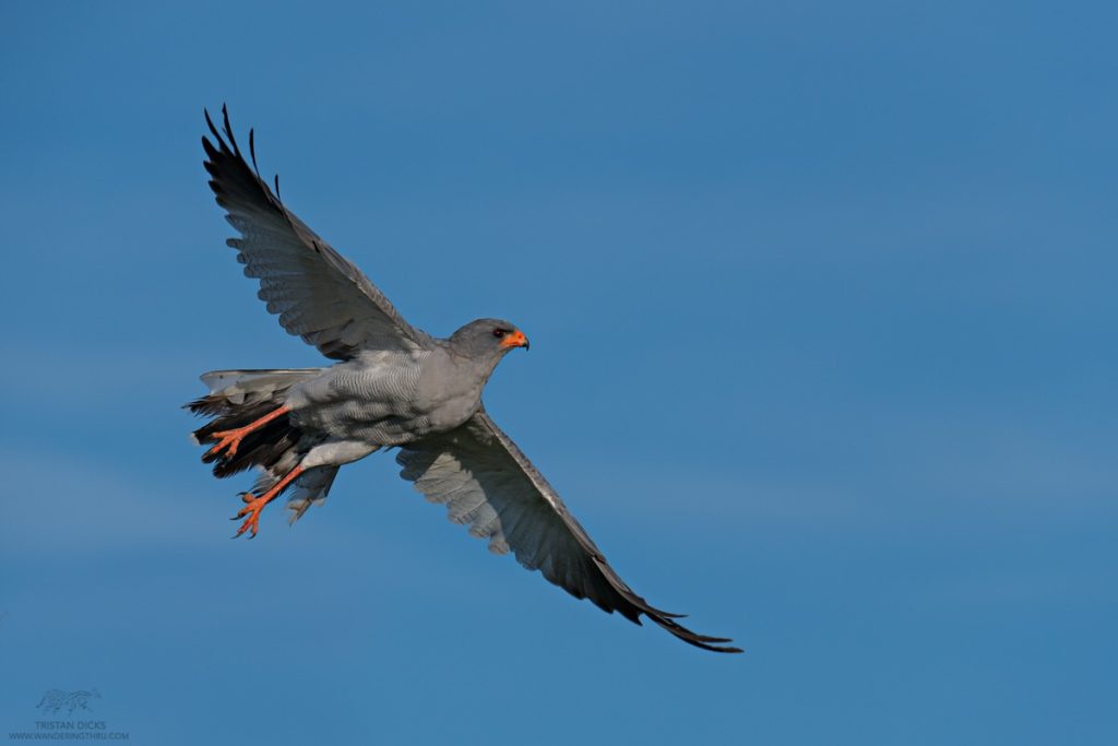Bird of prey on safari with Wandering Thru