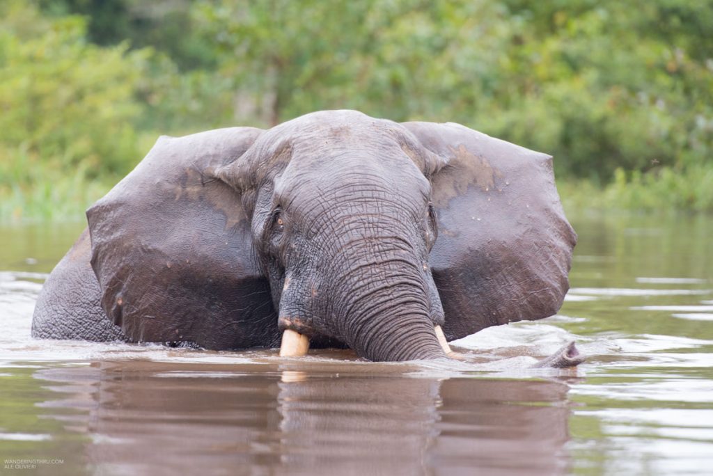 Forest elephant on safari with Wandering Thru