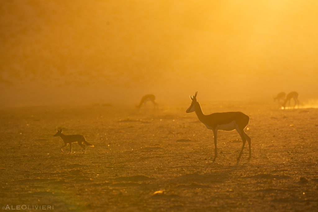 Springbok on safari with Wandering Thru
