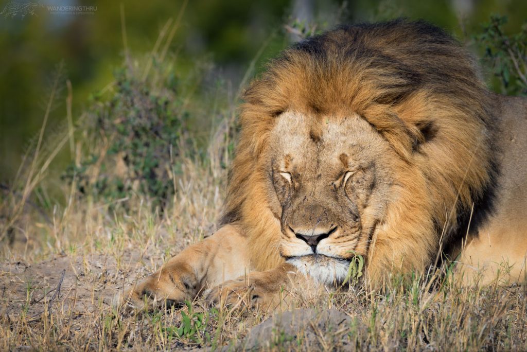 Male lion sleeping on safari