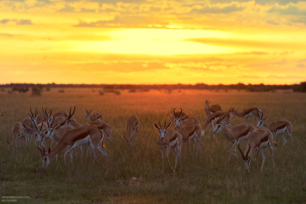 Springbok on safari with Wandering Thru