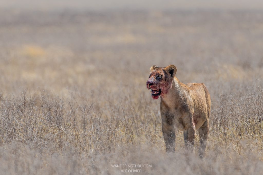 Lioness on safari with Wandering Thru.