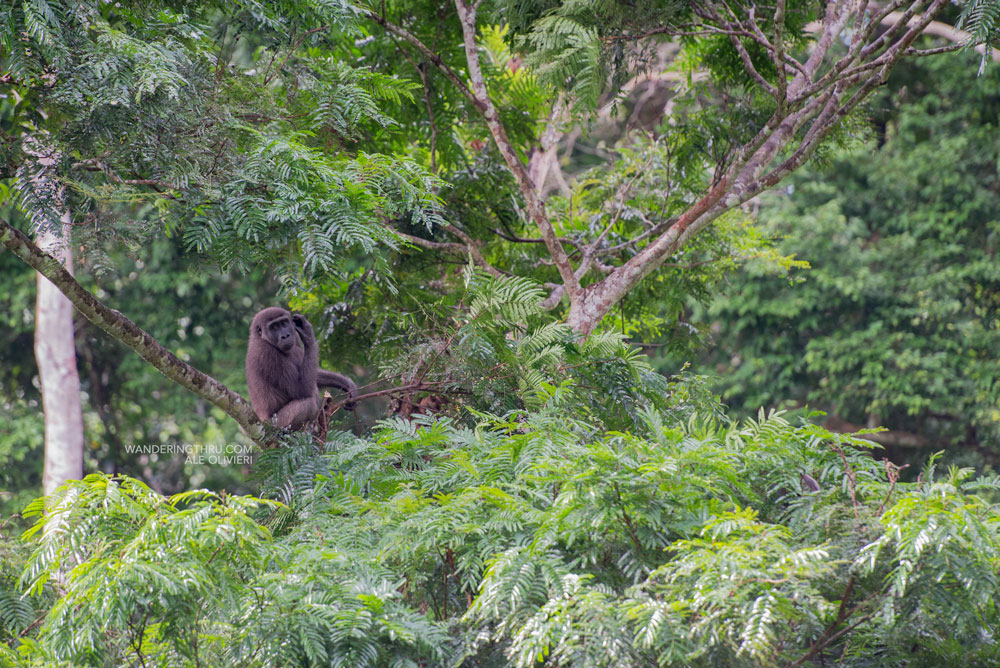 Gorilla on safari with Wandering Thru
