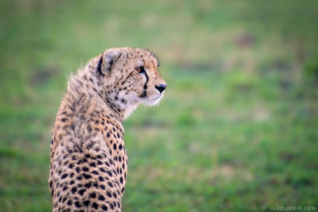 Cheetah on safari with Wandering Thru.