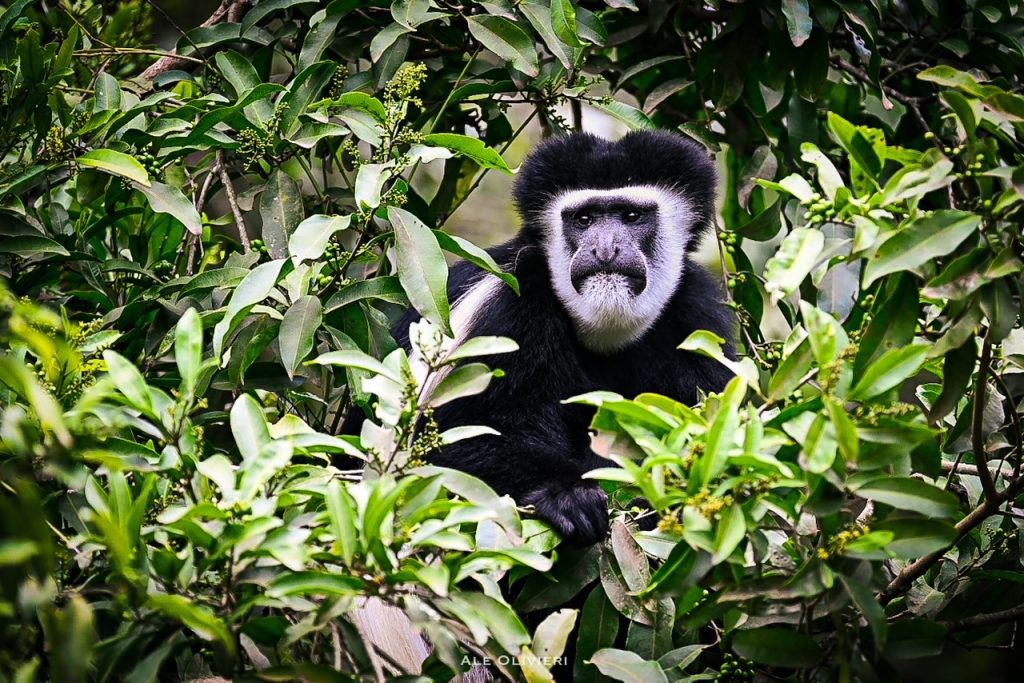 Koroi Colobus Monkey Arusha