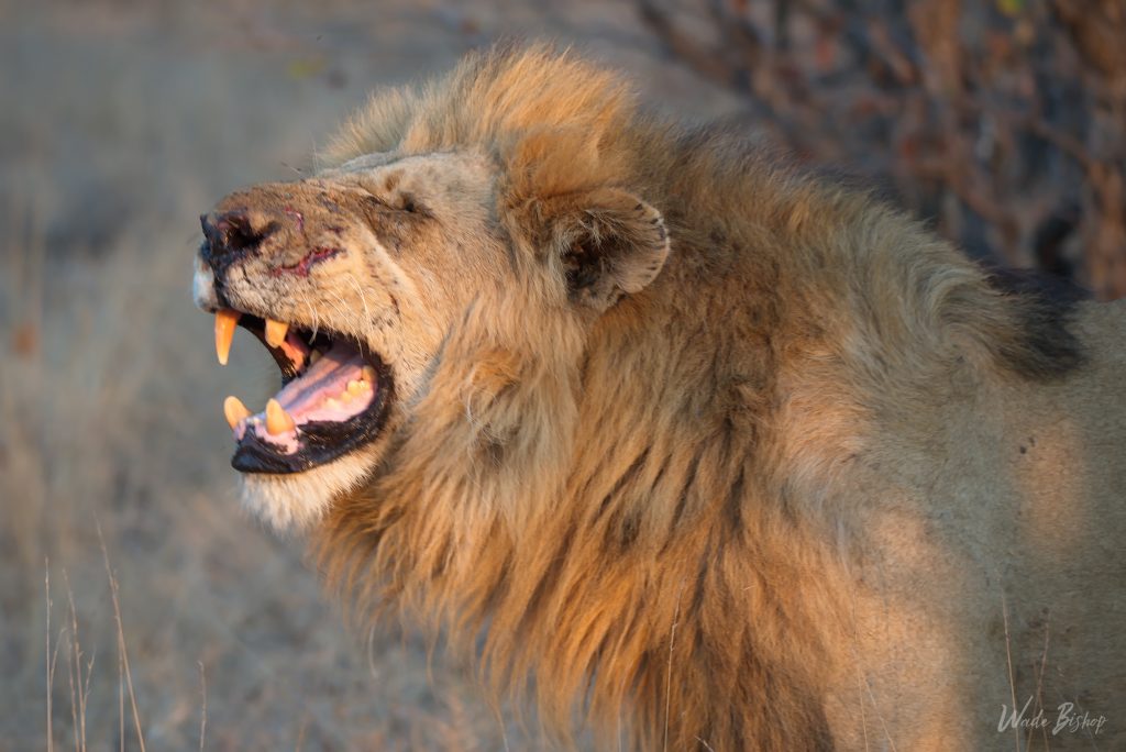 Male lion on safari with Wandering Thru.
