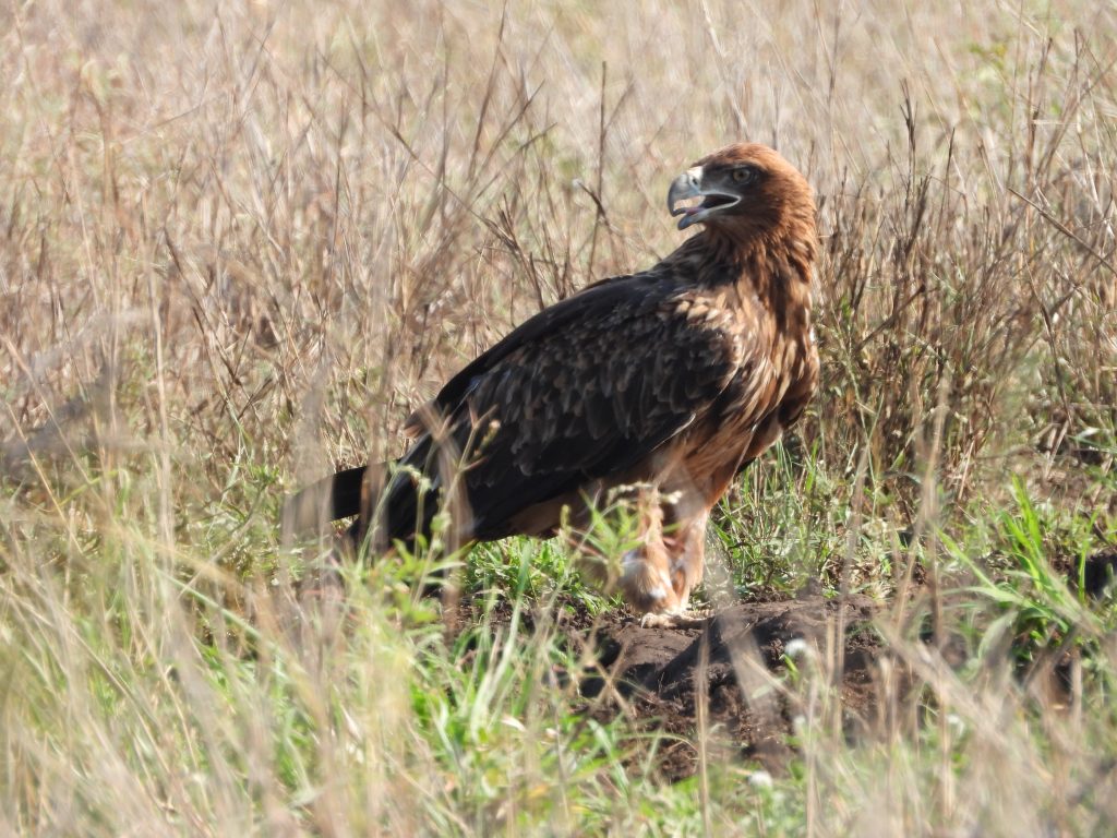 Tawny eagle on safari with Wandering Thru