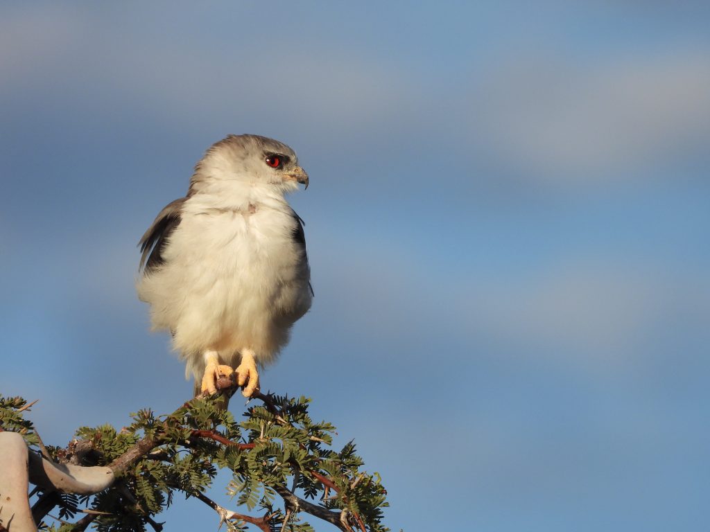 Black-shouldered Kite on safari with Wandering Thru