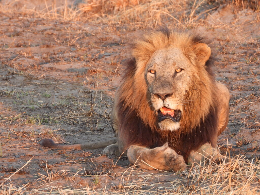 Botswana African Safari with Wandering Thru