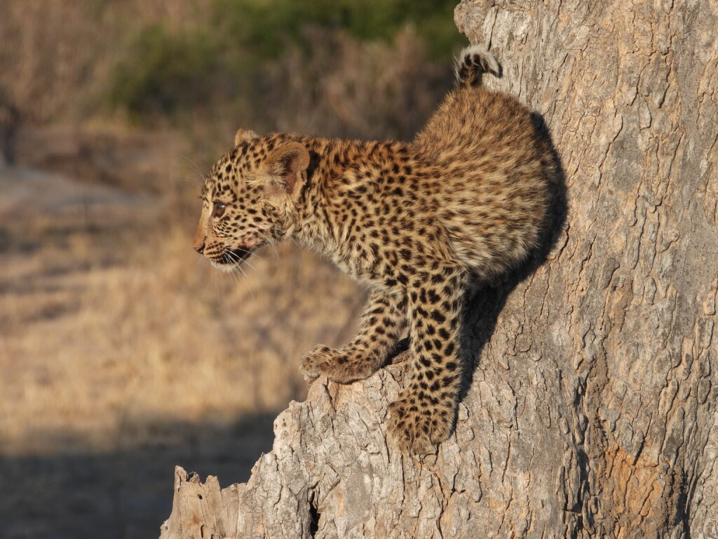 Botswana African Safari with Wandering Thru