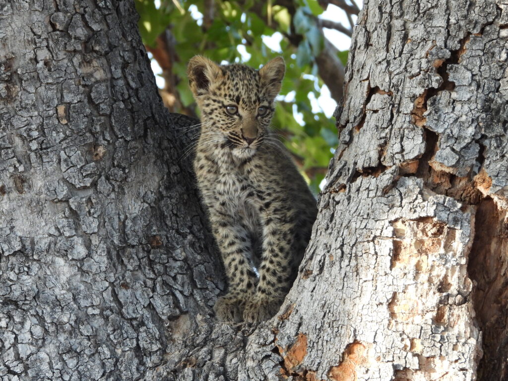 Botswana African Safari with Wandering Thru