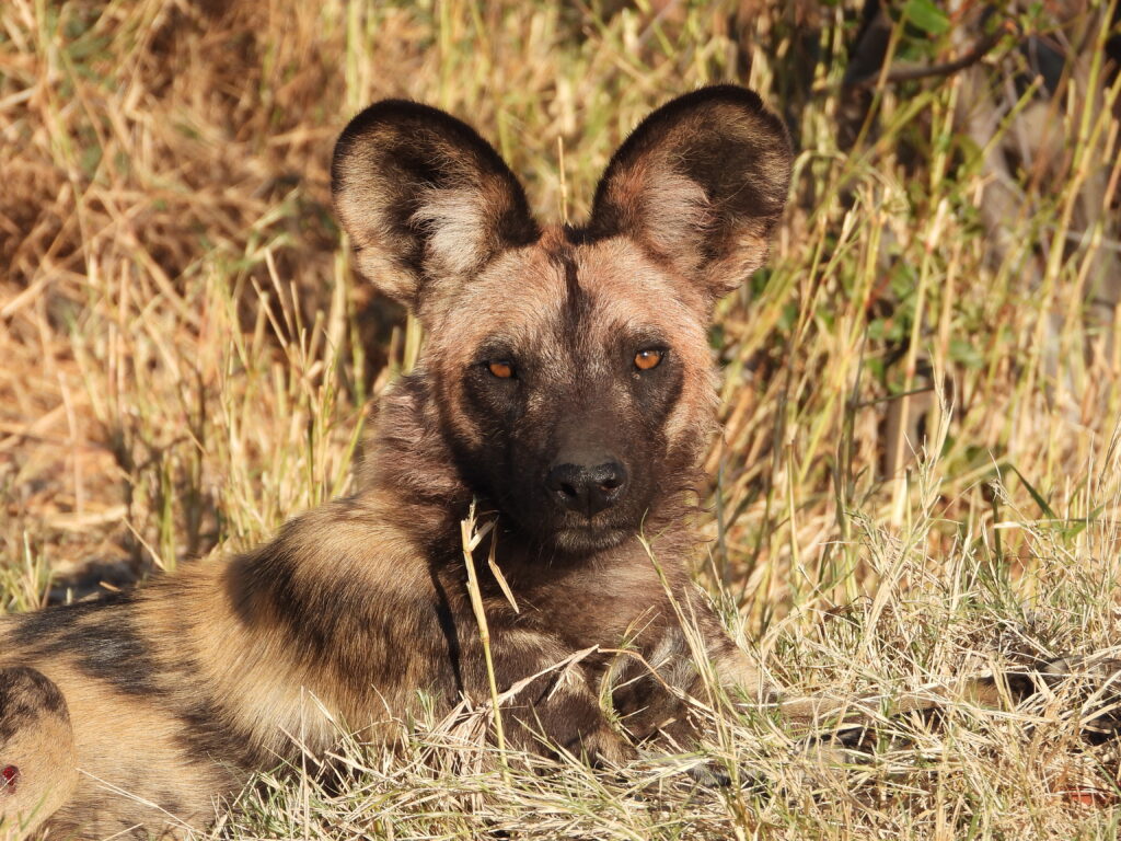 Botswana African Safari with Wandering Thru