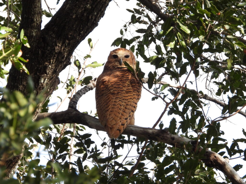 Botswana African Safari with Wandering Thru