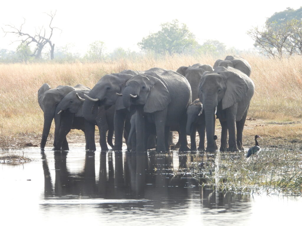 Botswana African Safari with Wandering Thru