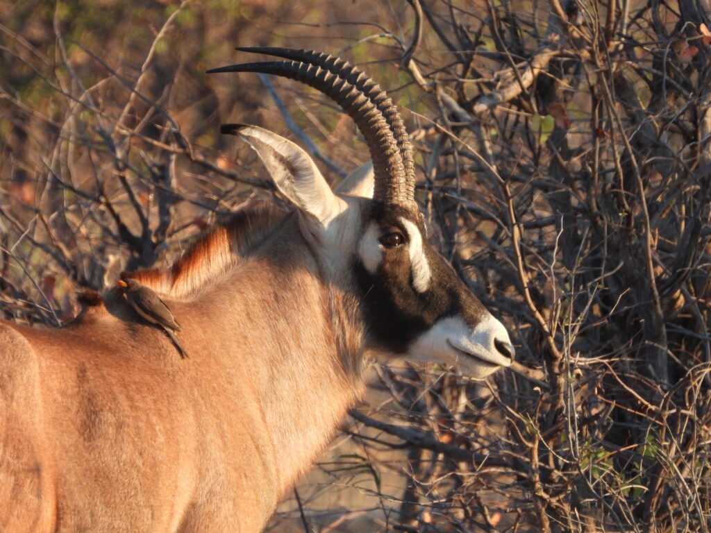 Botswana African Safari with Wandering Thru