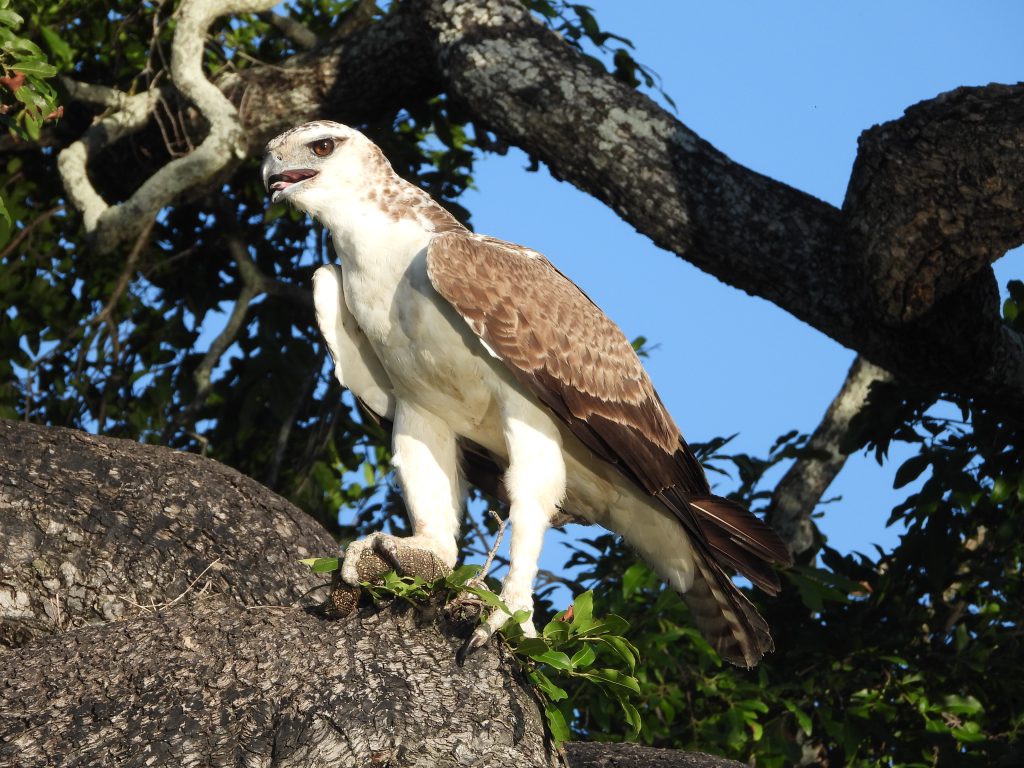 An eagle with it’s kill on safari with Wandering Thru
