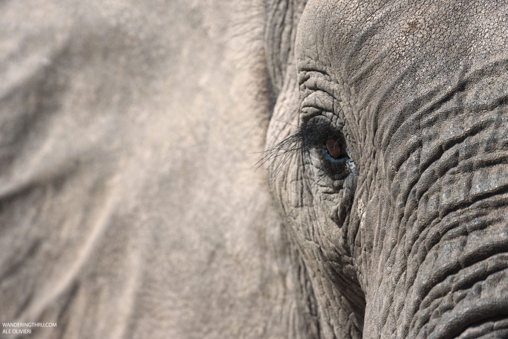 Elephant on safari with Wandering Thru.