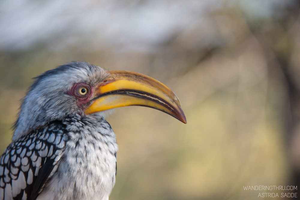 Hornbill on safari with Wandering Thru