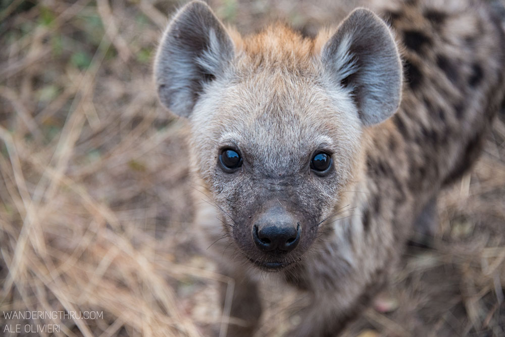 Hyena on safari with Wandering Thru.