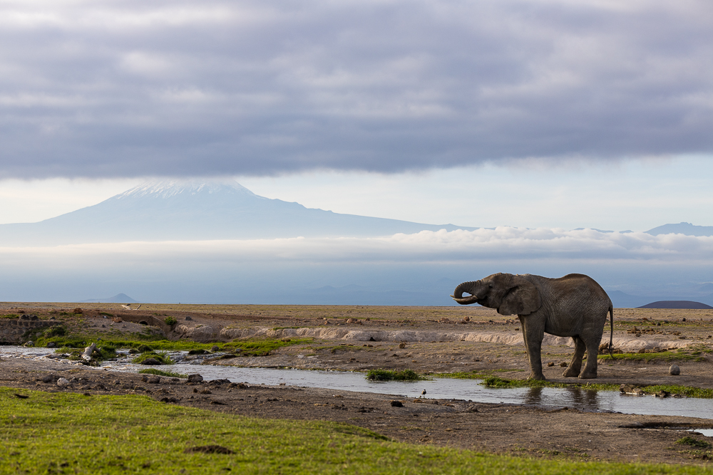 Amboseli & Masai Mara With Wandering Thru