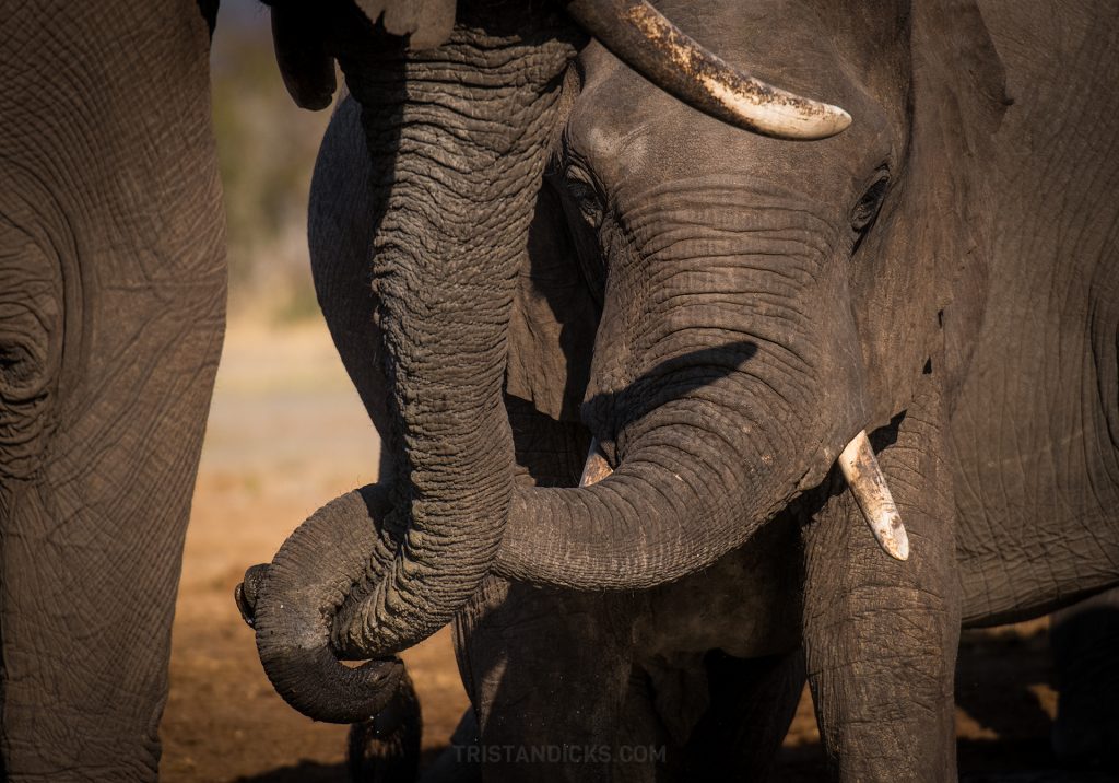 Elephants on safari with Wandering Thru.