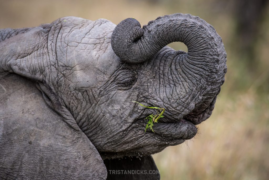Elephant calf on safari with Wandering Thru 