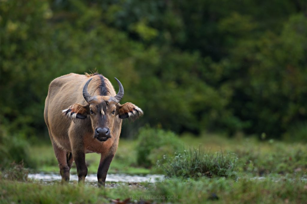 Forest buffalo on safari with Wandering Thru