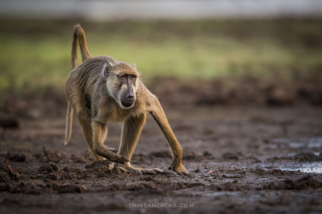 Baboon on safari with Wandering Thru.