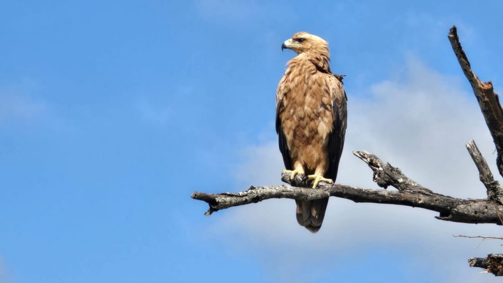 Tawny Eagle on safari with Wandering Thru.