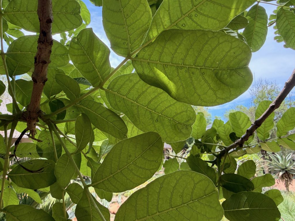 Tree on safari with Wandering Thru.
