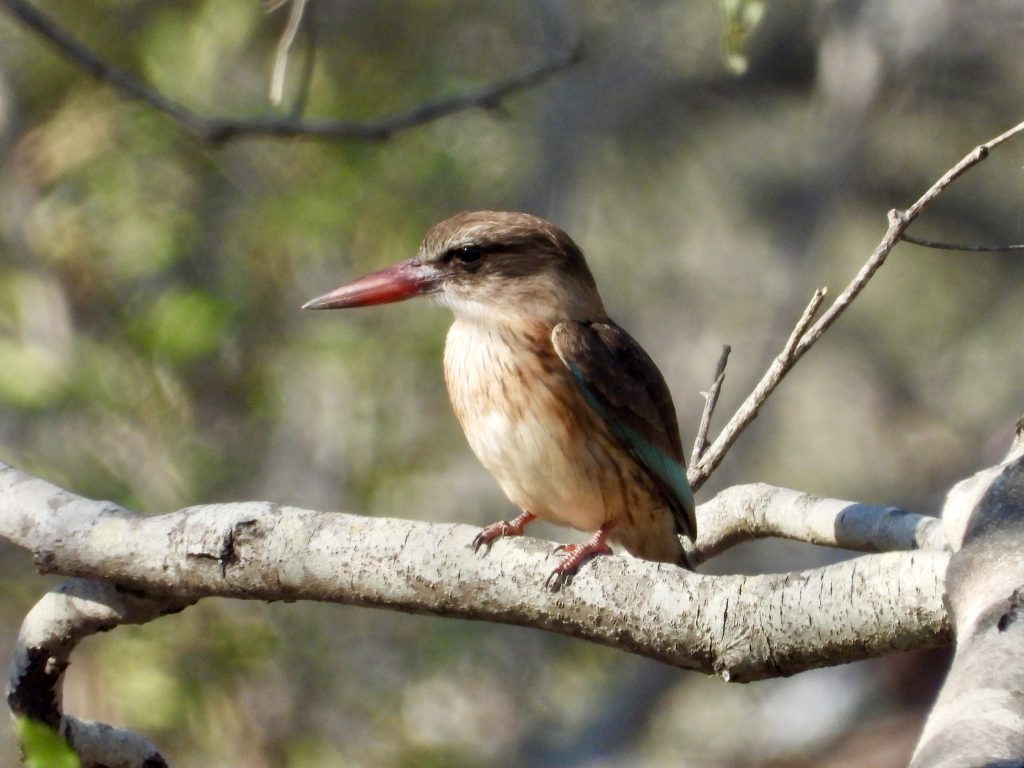 Kingfisher on safari with Wandering Thru.