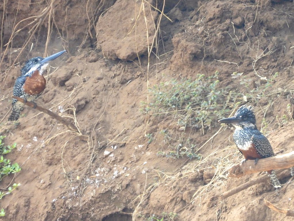 Kingfishers on safari with Wandering Thru