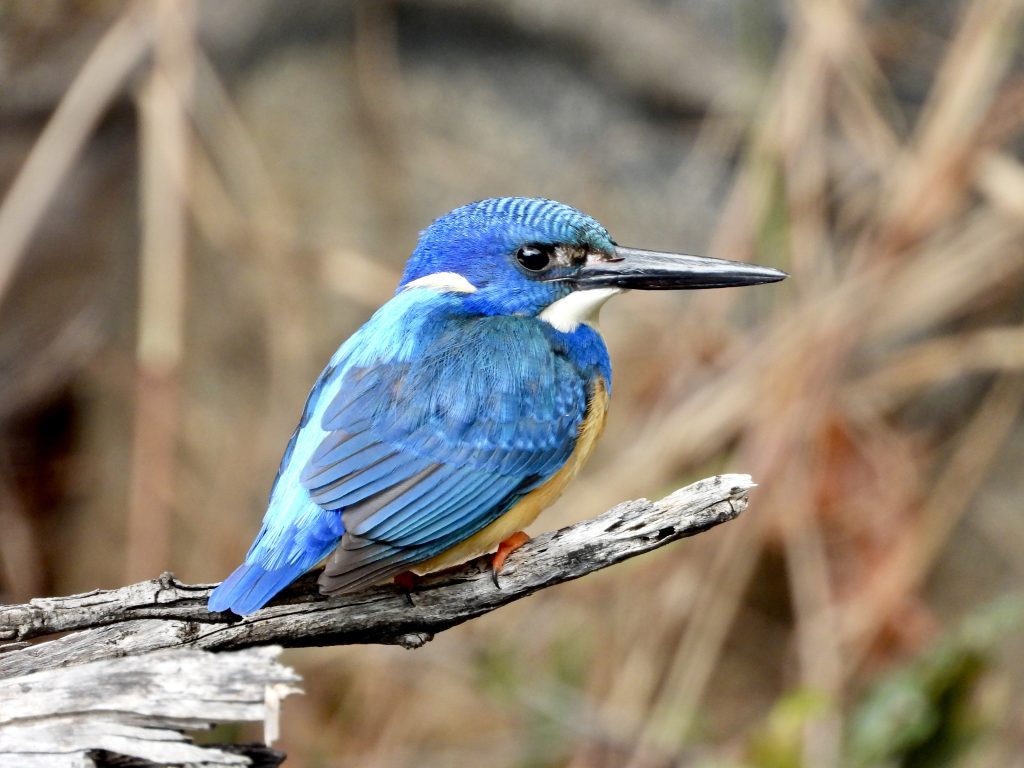 Kingfisher on safari with Wandering Thru