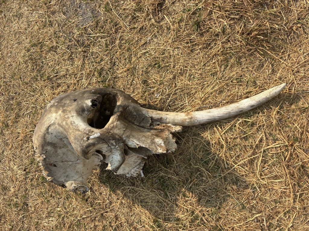 Elephant skull on safari with Wandering Thru.