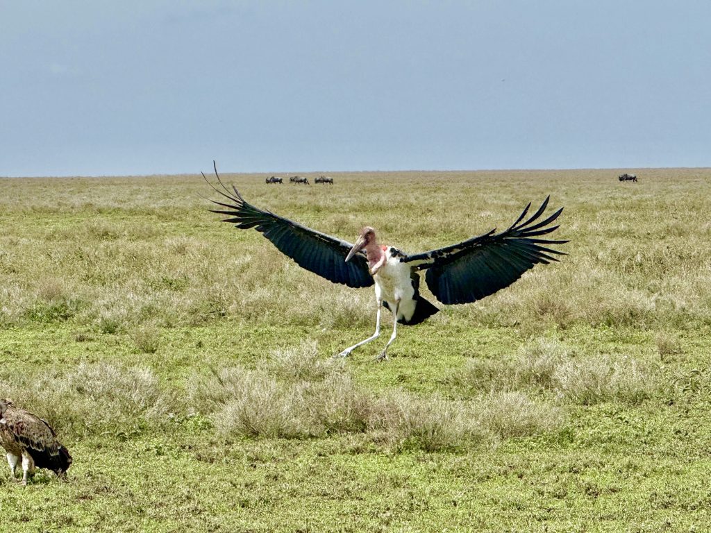 Marabou stork on safari with Wandering Thru.