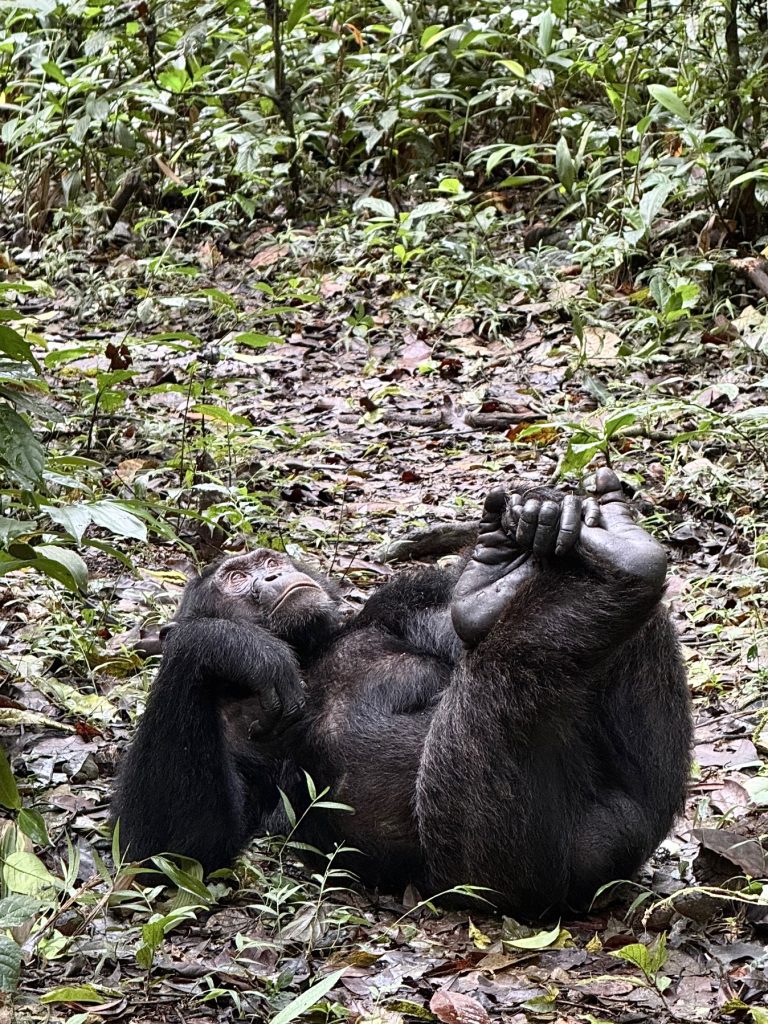 Chimpanzee on safari with Wandering Thru.