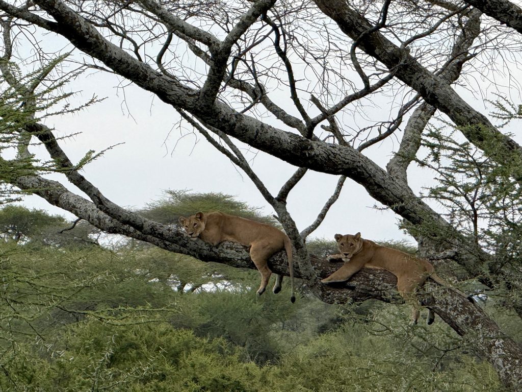 Lionesses on safari with Wandering Thru