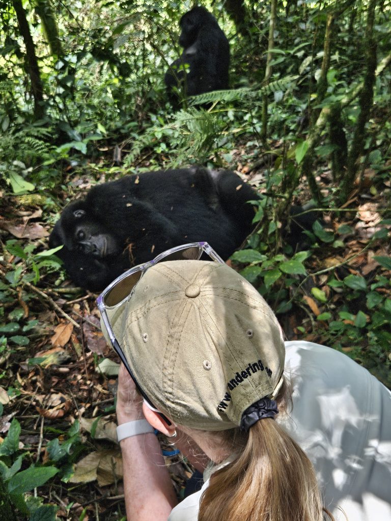 Gorilla trek on safari with Wandering Thru.