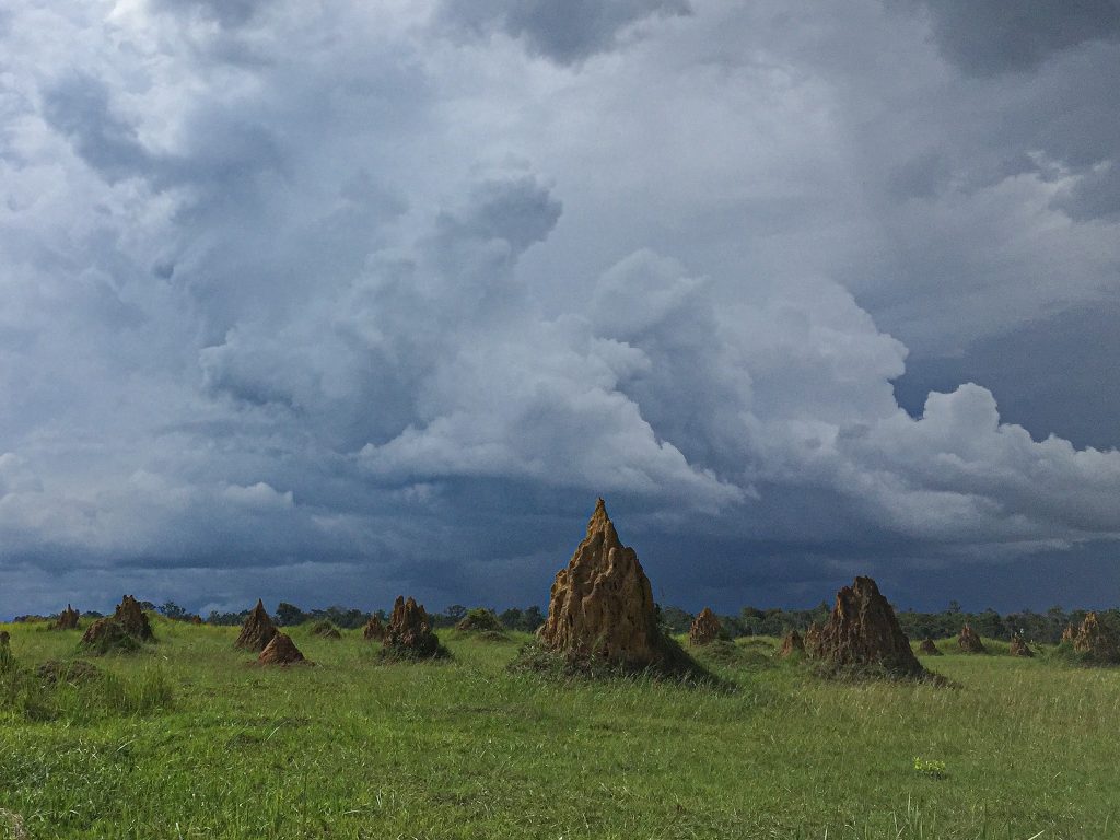 Termite mounds on safari with Wandering Thru.