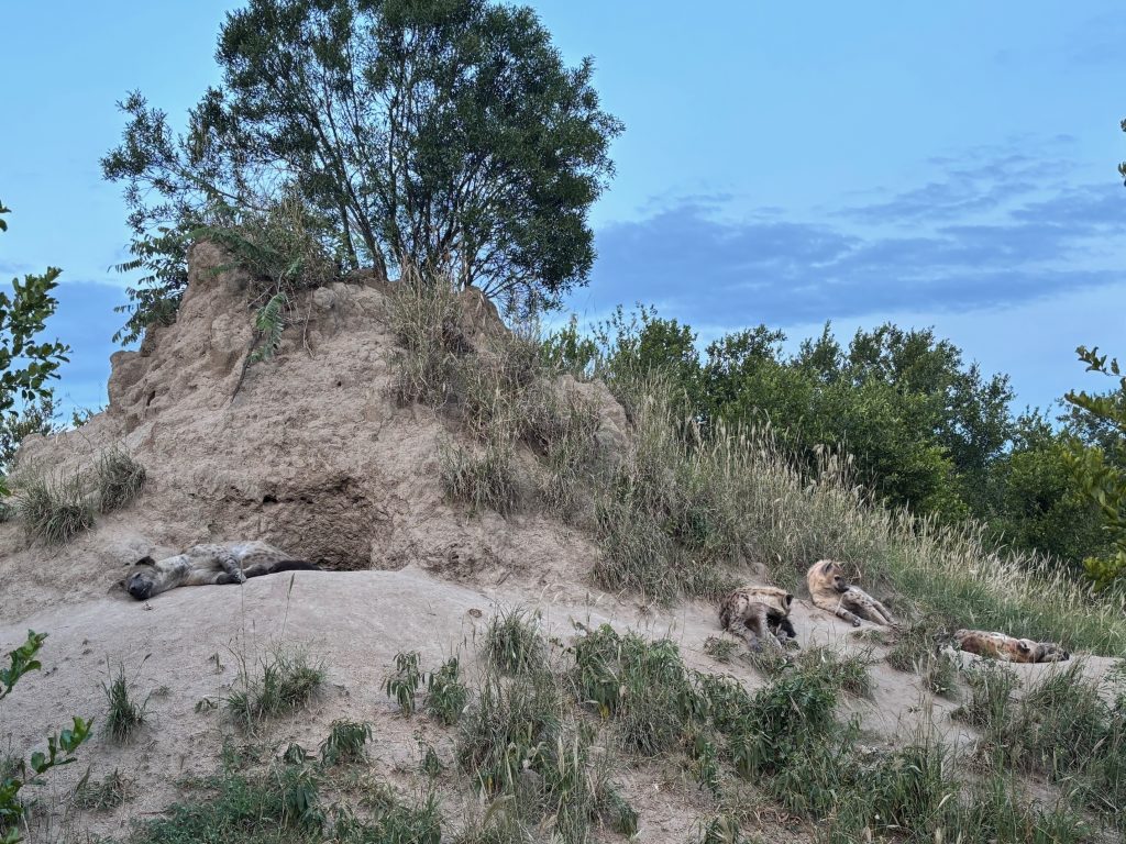 Hyena den on safari with Wandering Thru