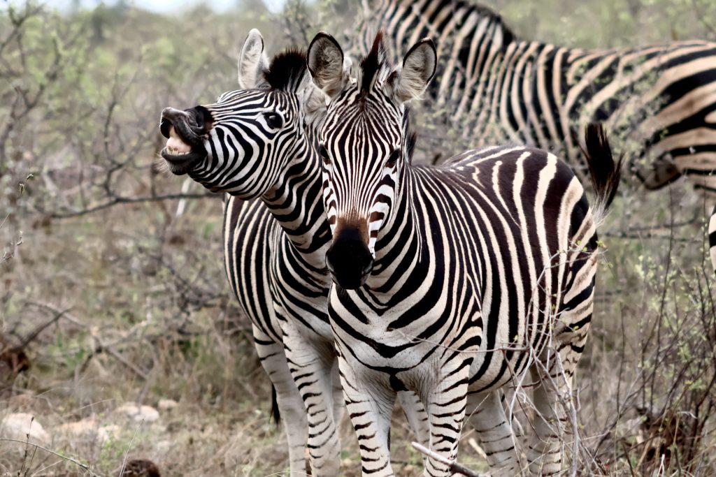 Zebra on safari with Wandering Thru