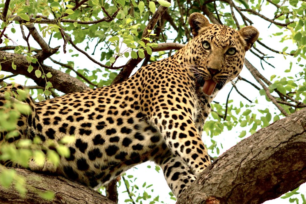 Male leopard on safari with Wandering Thru.