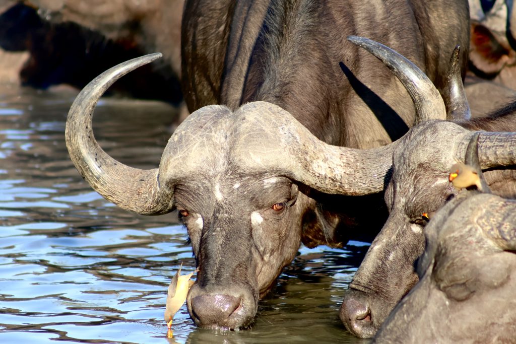 Buffalo on safari with Wandering Thru.