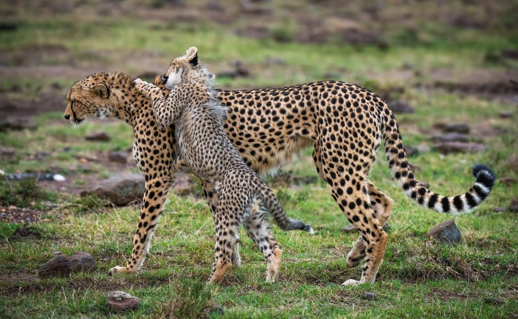 Cheetah family on safari with Wandering Thru
