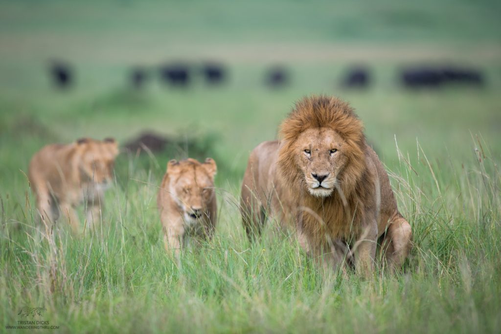 Pride of lions on safari with Wandering Thru.