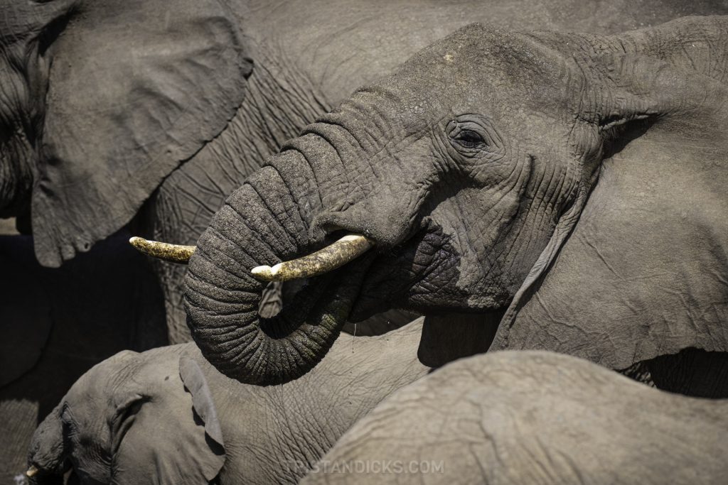 Elephant drinking on safari with Wandering Thru.