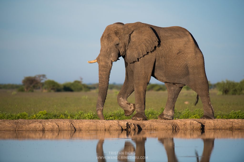 Elephant bull on safari with Wandering Thru.