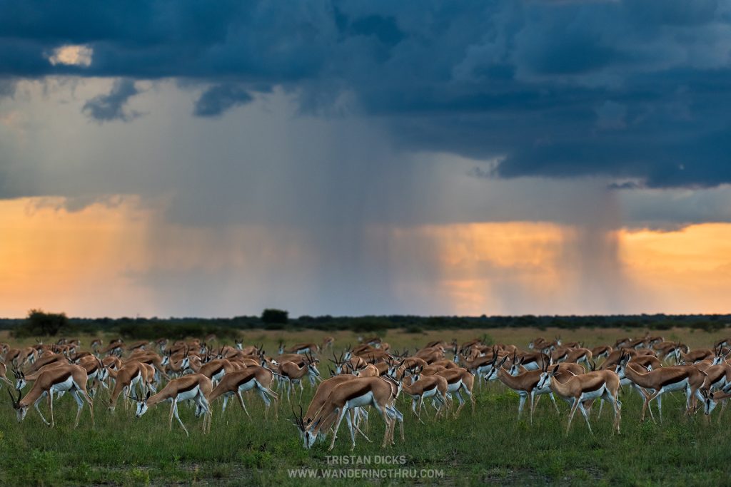 Springbok on safari with Wandering Thru.